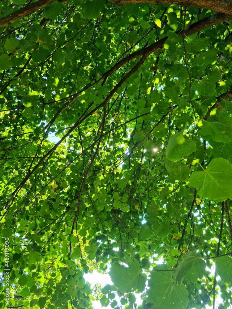 Fototapeta premium green leaves background