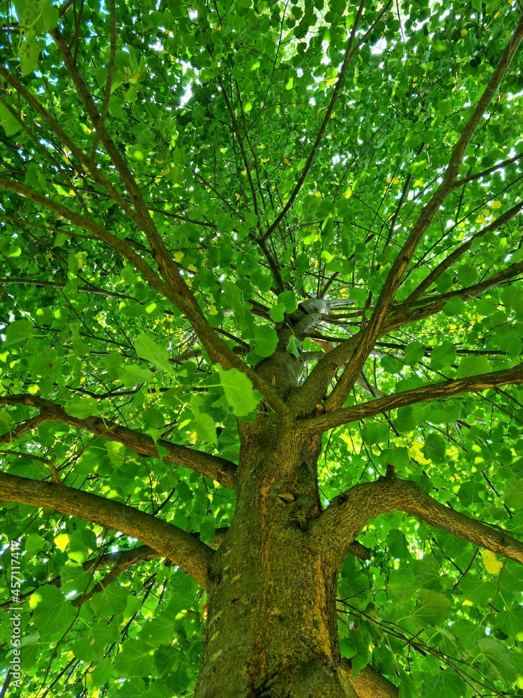 Fototapeta premium green tree in the forest