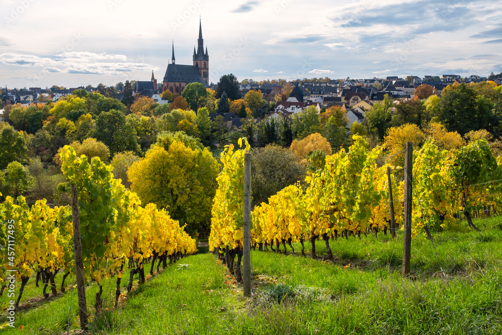 View of an autumnal colored vineyard in the Rheingau / Germany with the church of Kiedrich in the background