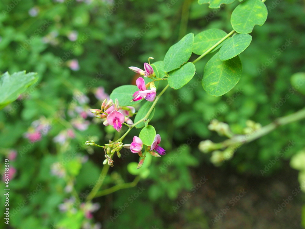 Fototapeta premium 秋の公園に咲く萩の花