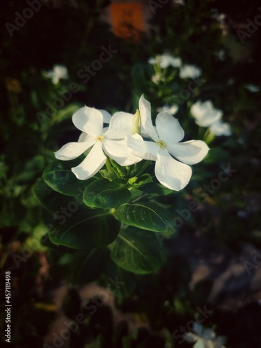 white Periwinkle flower in the garden