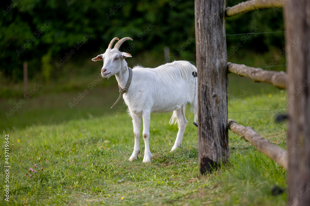 White-horned domestic goat standing on the grass by a wooden fence with a forest visible in the background - Warmia and Masuria, Poland