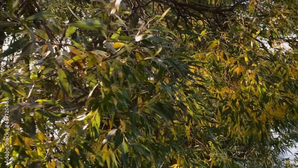 floating by river in autumn in city park. trees with green and yellow leaves. Beautiful sunlight with sun flares floating by river in autumn in city park. trees with green and yellow leaves. Beautiful sunlight with sun flares