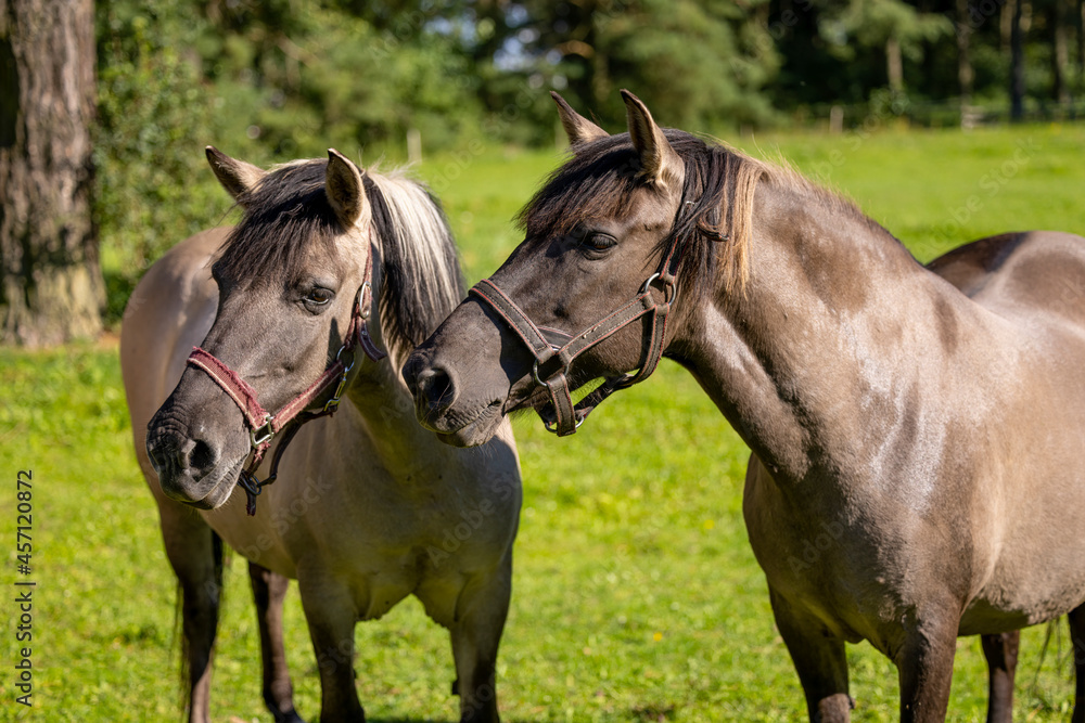 Beautiful brown horses grazing on a sunny green meadow