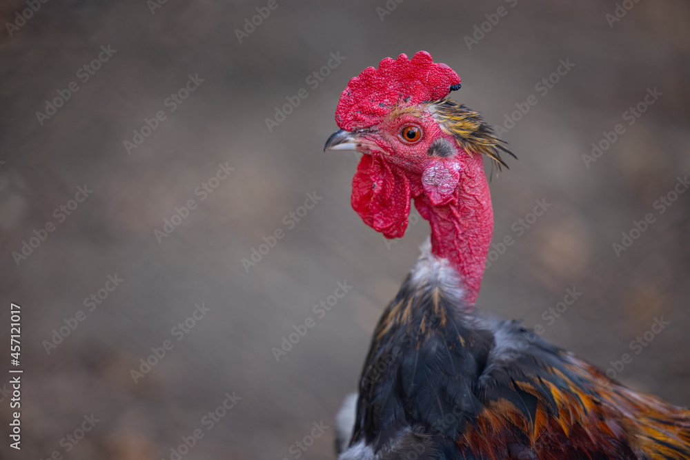 Portrait of a naked-necked rooster - red neck, red eyes, red comb and curved beak - Warmia and Masuria, Poland