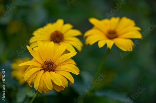 Rough sunflower Heliopsis helianthoides - yellow garden flower - village in Warmia and Masuria. Poland