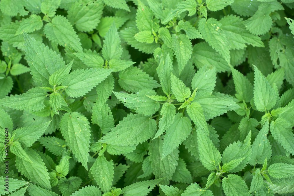 Closeup of nettles foliage background Closeup of nettles foliage background