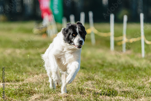 Big dog running in the field on lure coursing competition