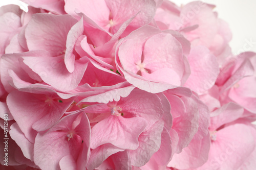 Beautiful pink hortensia flowers on white background  closeup