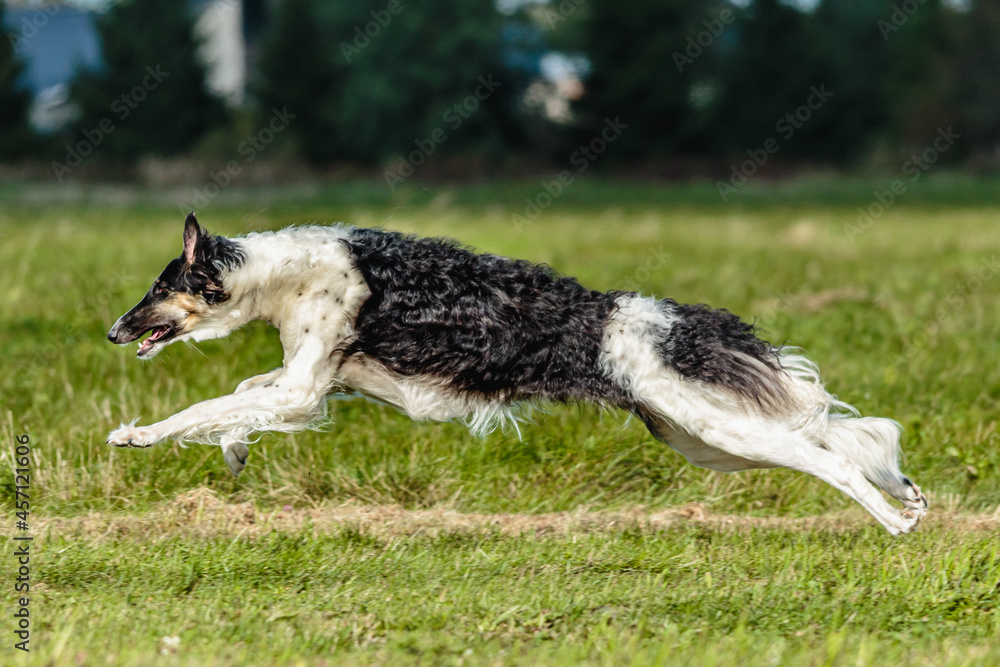 Borzoi dog running in the field on lure coursing competition Borzoi dog running in the field on lure coursing competition