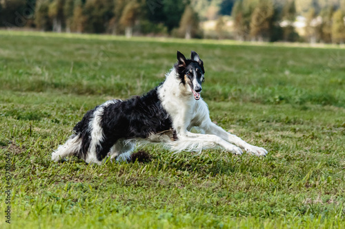 Borzoi dog running in the field on lure coursing competition © Aleksandr Tarlokov