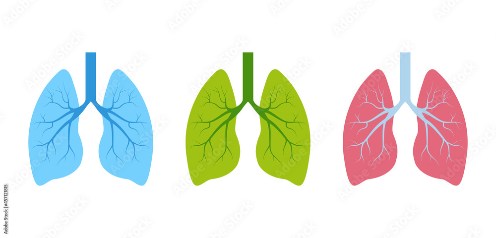 Lung human icon, respiratory system healthy lungs anatomy flat medical organ icon - obrazy, fototapety, plakaty 