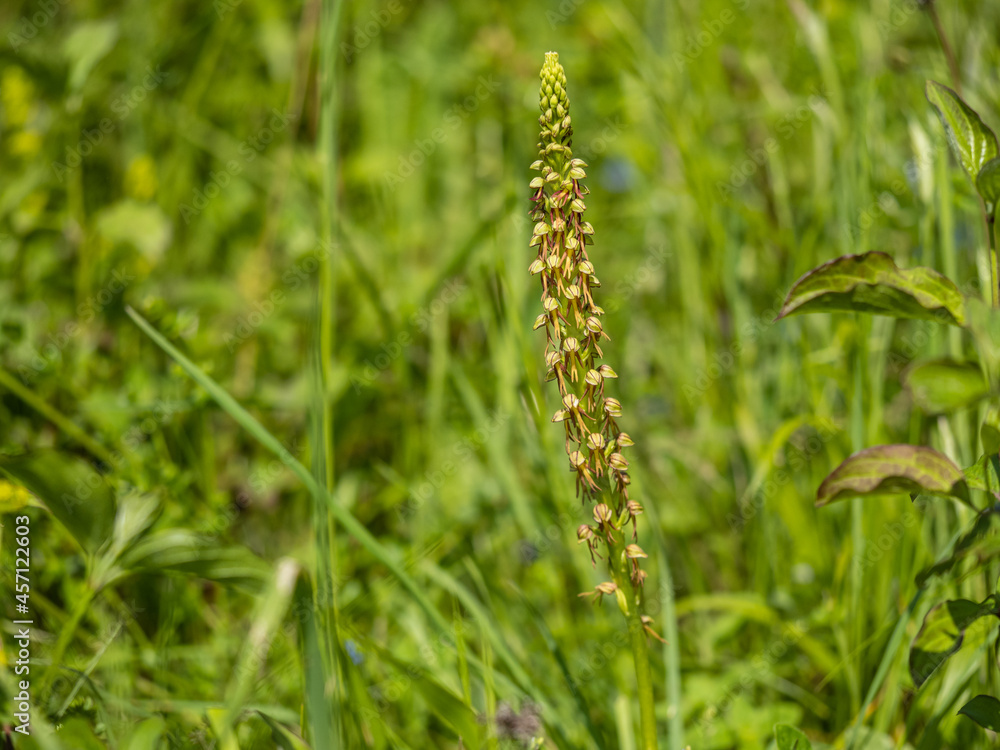 Man Orchid in a Meadow