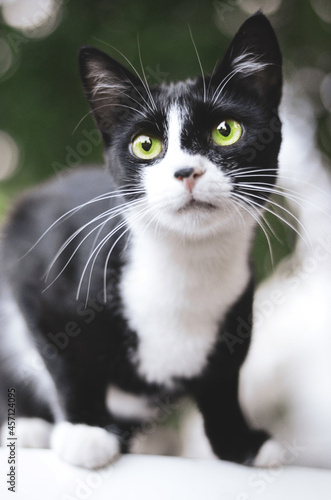 Green eyes cat