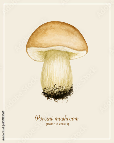 Vintage botanical poster with watercolor vector Boletus edulis (Cep, Porcini, Penny bun). Wild Forest edible Mushroom. Harvest season natural cooking ingredient, Autumn hand drawn element isolated