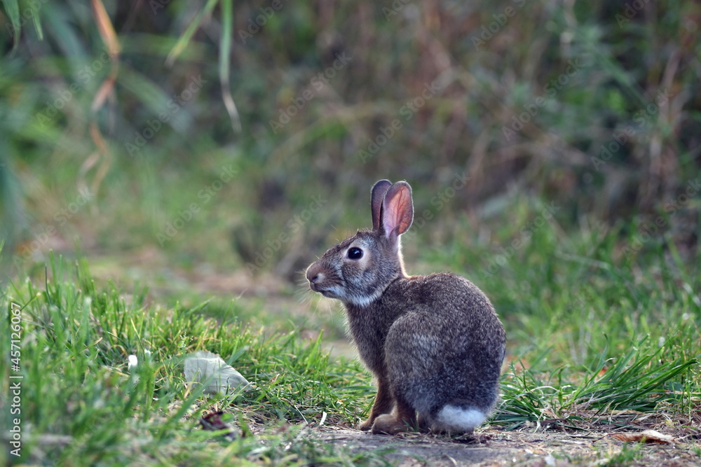 Fototapeta premium Cottontail Bunny rabbit sitting on grass in a park 