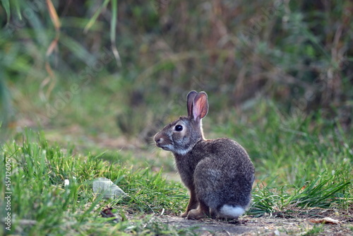 Cottontail Bunny rabbit sitting on grass in a park  © Carol Hamilton