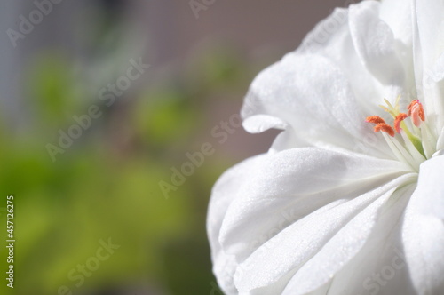 white geranium petals with copy space  