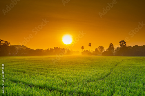 Rice field as the sun rises