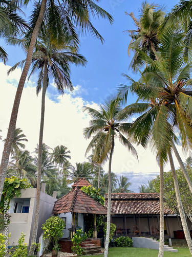 Garden with coconut trees and house