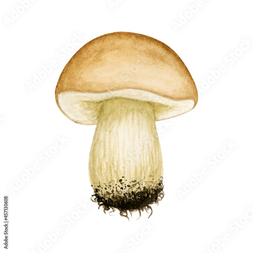 Watercolor vector Cep, Porcini Mushroom. Wild Forest edible brown cap boletus. Autumn hand drawn element isolated. Fall season Harvest natural cooking ingredient for menu, recipe, label, wrap, package