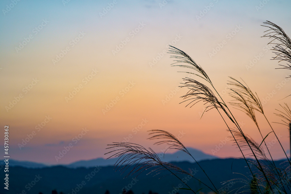 Obraz premium 秋風に揺れるススキのある夕景