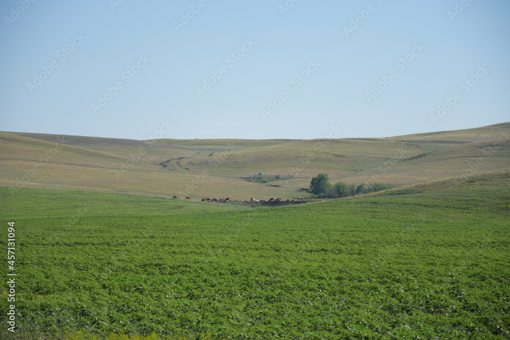 Agricultural field under light blue clear sky