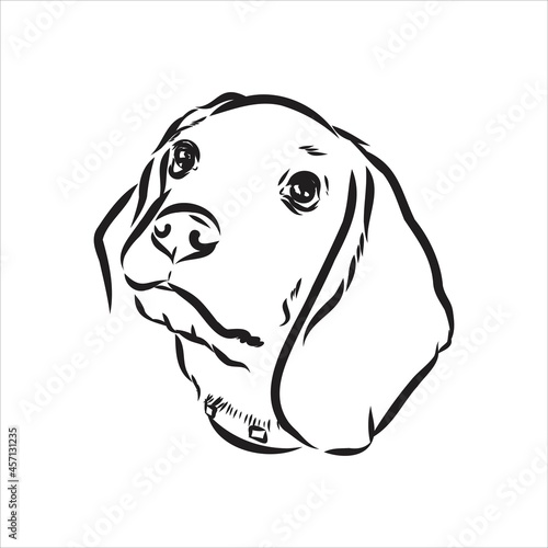 Outlined Beagle dog head. Vector illustration beagle dog is a simple vector sketch illustration