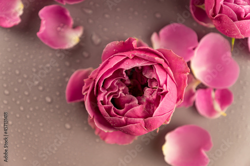 Close up of pink rose flower and petals covered with water drops. Beautiful flower background.