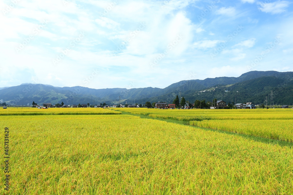 Fototapeta premium 収穫期を迎え黄金色に色づいた水田風景