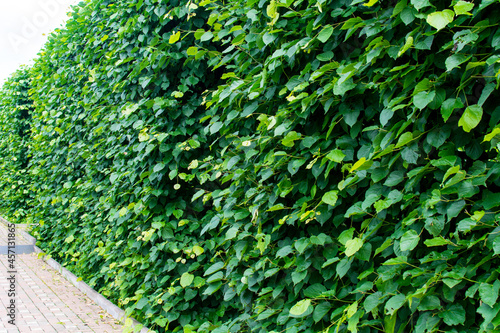 Diveevo, Russia. June 12, 2021. Green wall standing in a row.