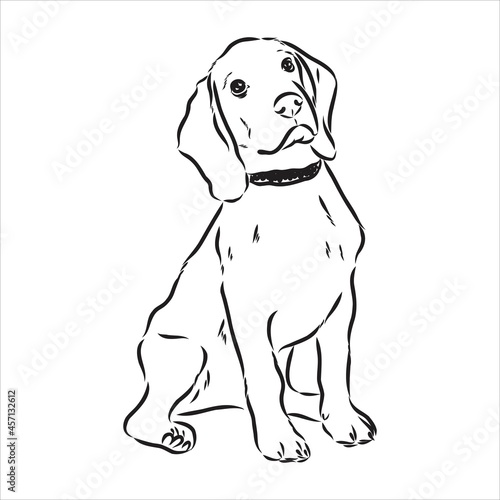 Fototapeta Naklejka Na Ścianę i Meble -  Outlined Beagle dog head. Vector illustration beagle dog is a simple vector sketch illustration