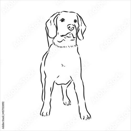 Outlined Beagle dog head. Vector illustration beagle dog is a simple vector sketch illustration