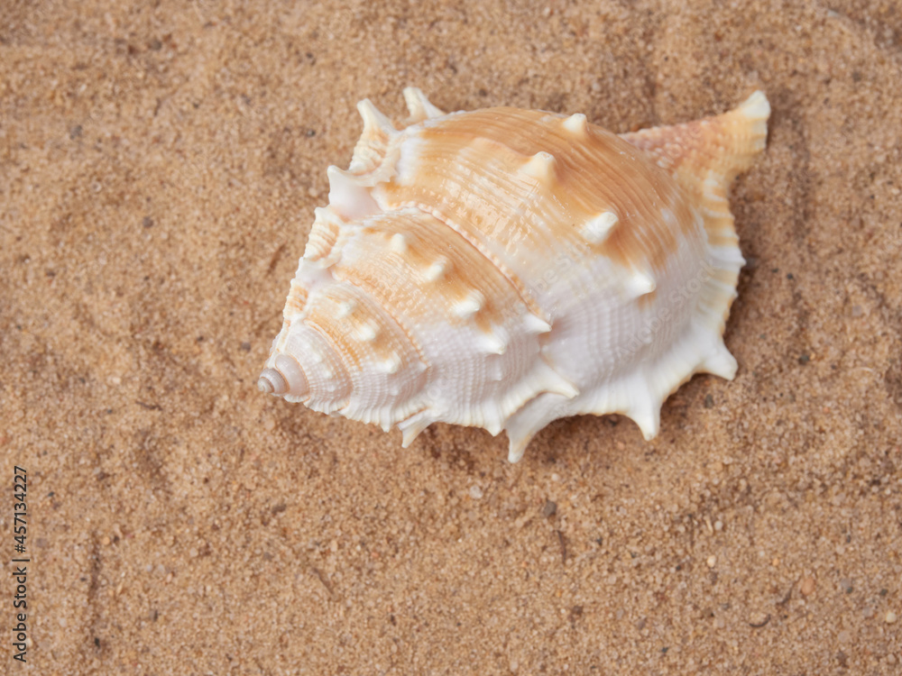 top view of sandy background with dunes and various seashells top view of sandy background with dunes and various seashells