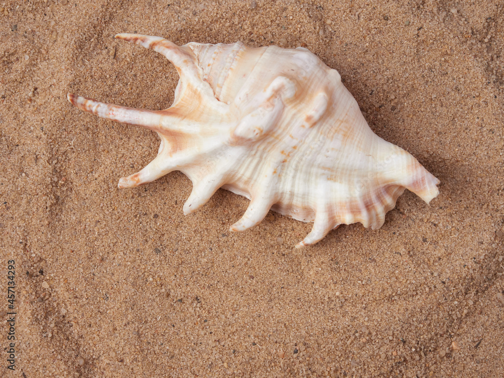 top view of sandy background with dunes and various seashells top view of sandy background with dunes and various seashells