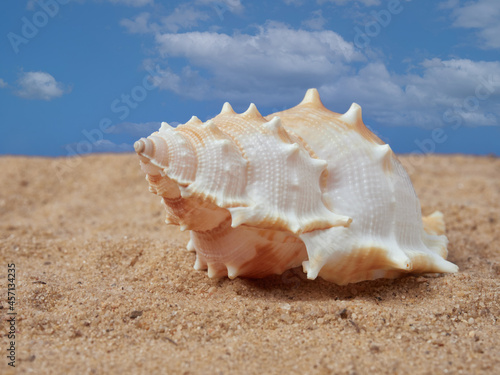 Shell on the sand on the beach and the blue sky