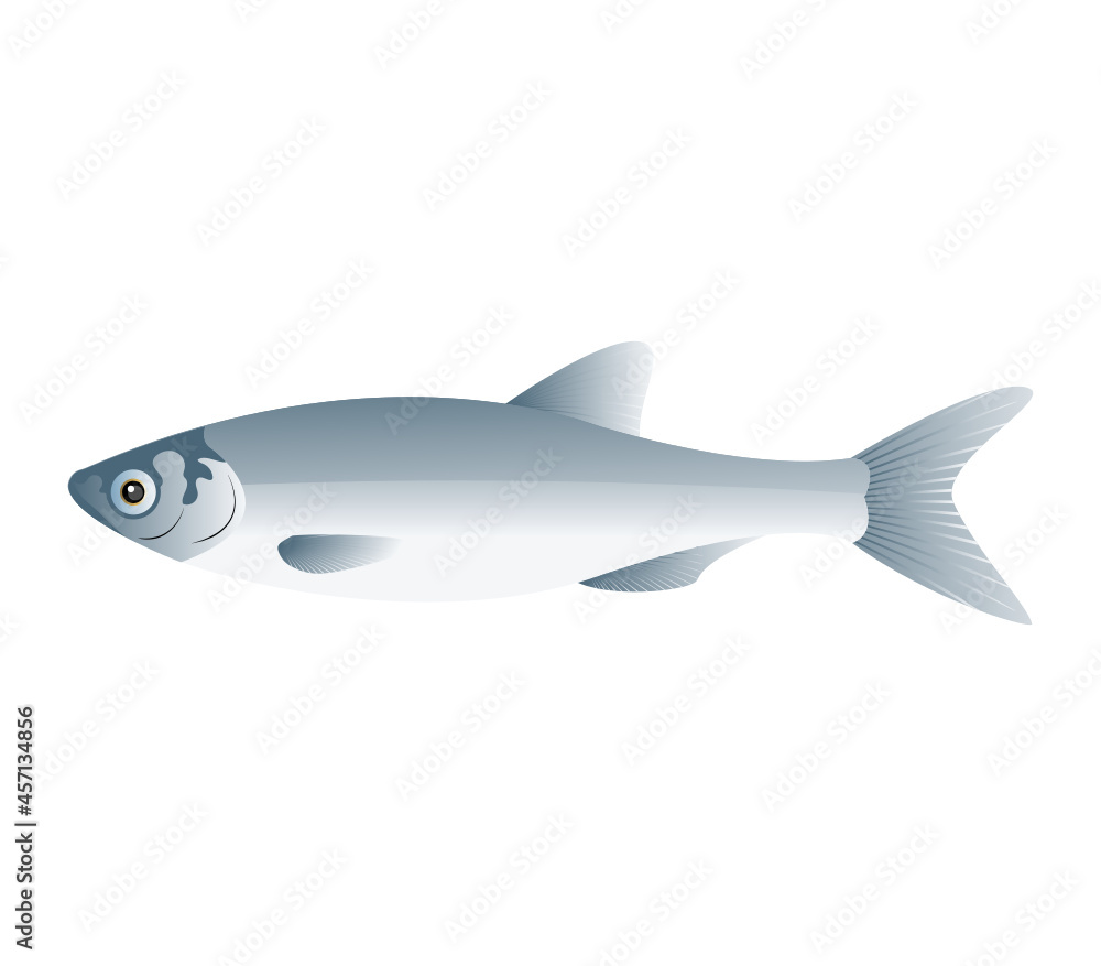 Fototapeta premium Fish