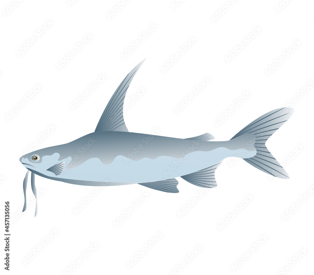 Obraz premium Fish
