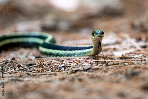 garter snake on the ground with its tongue out photo