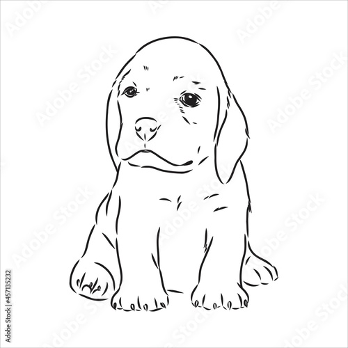 Outlined Beagle dog head. Vector illustration beagle dog is a simple vector sketch illustration