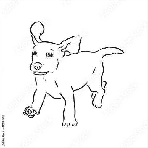 Outlined Beagle dog head. Vector illustration beagle dog is a simple vector sketch illustration