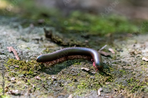 worm millipede on the forest floor