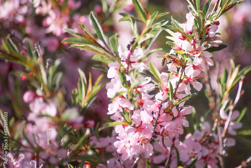 Wallpaper Mural spring pink flowers with a small bee. macro photo Torontodigital.ca