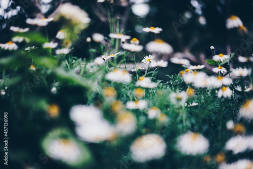 Selective focus on white yellow blackfoot daisy flower with blur bokeh background on the botanic garden park photo