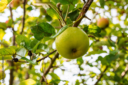organic green apple on an apple tree.