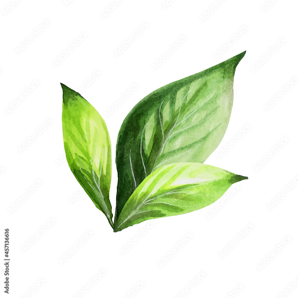 Watercolor green fresh avocado on a white background. Watercolor green fresh avocado on a white background.