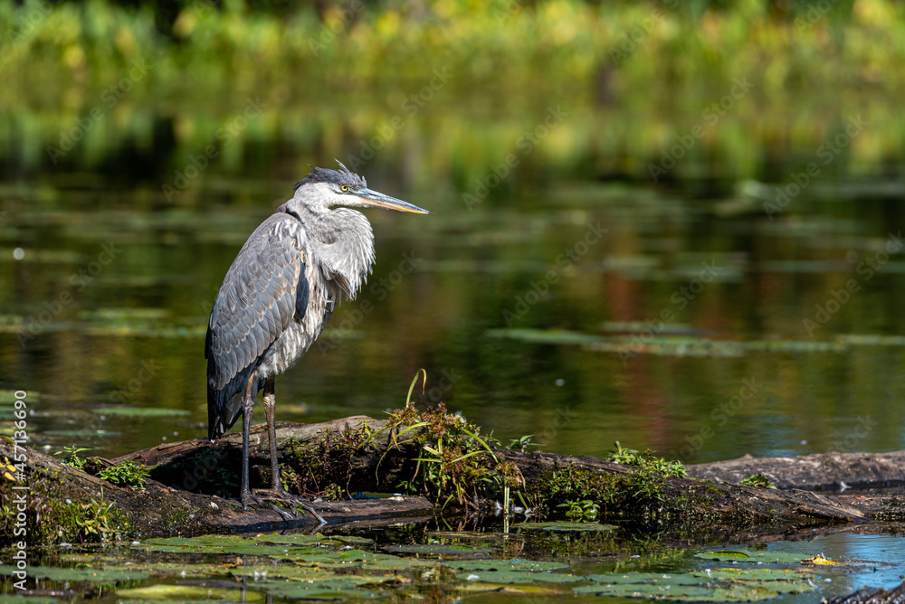 great blue heron standing on a log in a small lake great blue heron standing on a log in a small lake