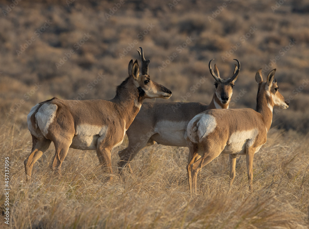 Fototapeta premium pronghorn, antelope, bucks 