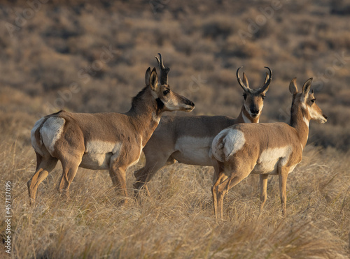 pronghorn  antelope  bucks 