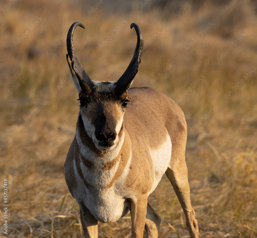 pronghorn, antelope, bucks
